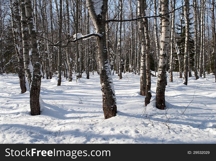Bare birches in winter forest