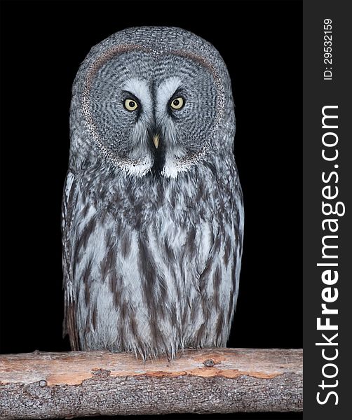 Adult Great Grey Owl isolated on black