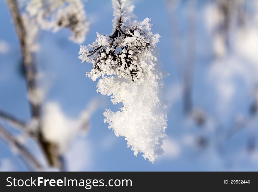 Hoarfrost On The Branch Of Bush As A Cluster On A Background Sky