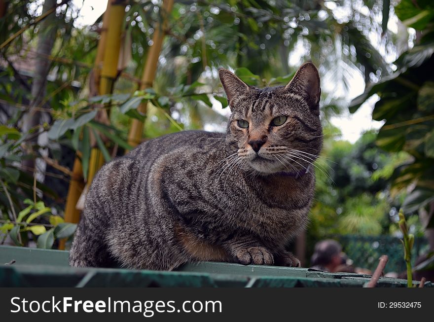 A polydactyl cat currently in residence at the Hemingway Home and Museum in Key West,Florida. A polydactyl cat currently in residence at the Hemingway Home and Museum in Key West,Florida.