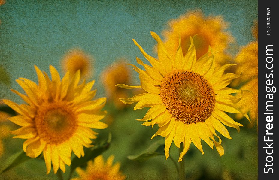 Old paper texture with Sunflowers .