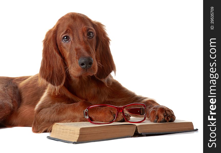 Setter Puppy With Glasses And Book. Isolated On White