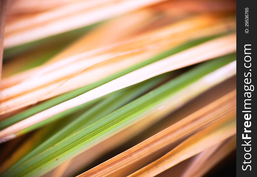Natural abstract background made of stems and leaves of grass. Natural abstract background made of stems and leaves of grass