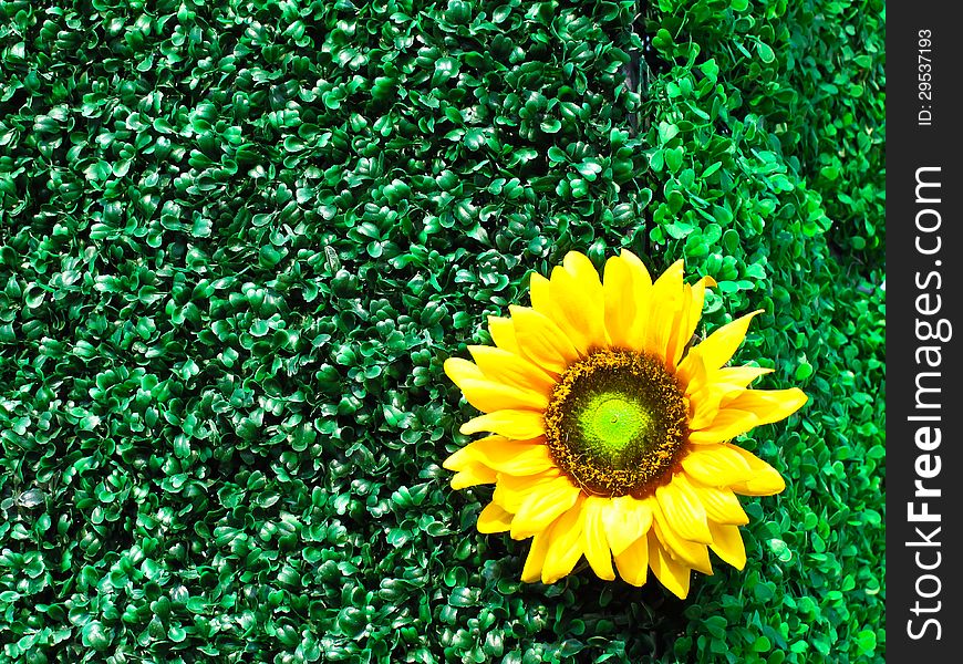 Invent sunflower on the invent green leaf