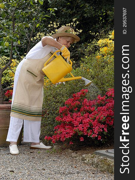 Mid adult woman gardening.Watering plants. Mid adult woman gardening.Watering plants.