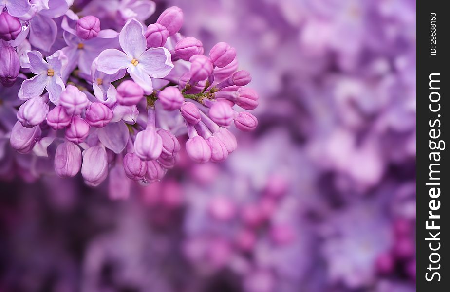 Lilac flowers in the garden