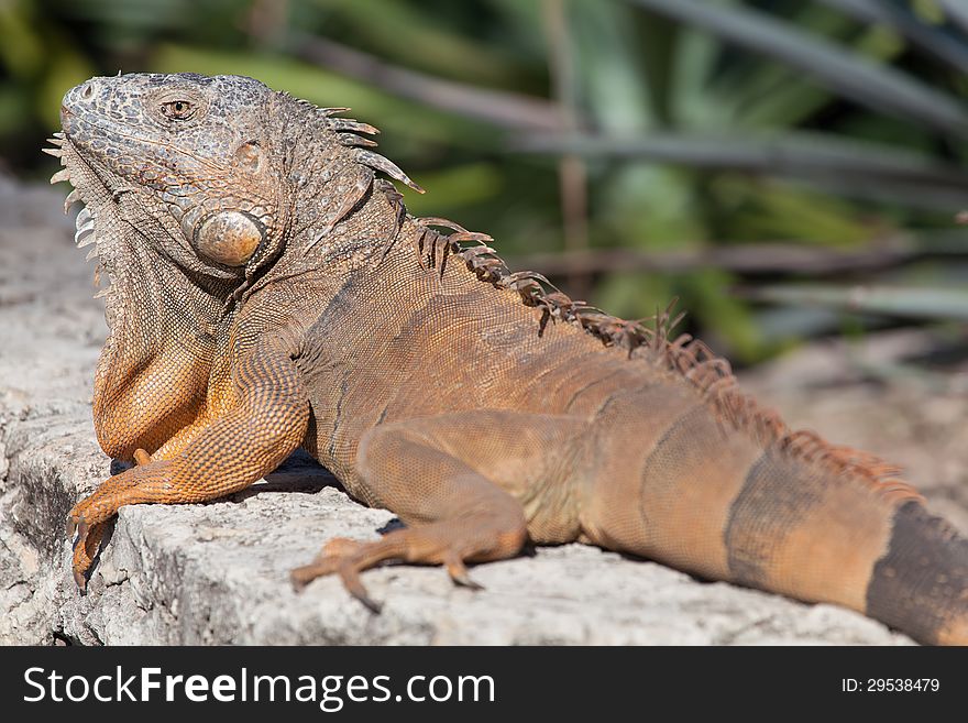 Iguana In Cancun, Mexico