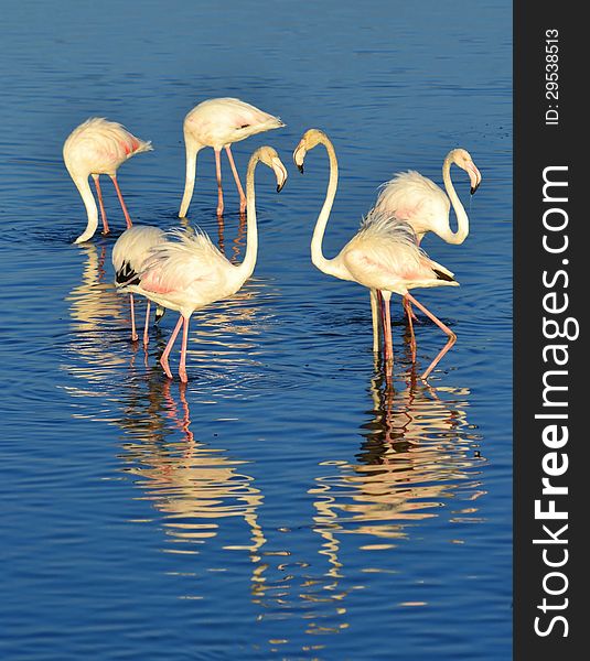 Lesser Flamingos feeding in the Milneton Lagoon early in the morning