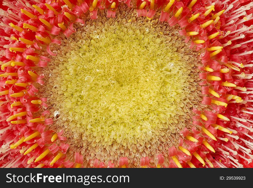 Macro image of the center portion of a Gerber Daisy. Macro image of the center portion of a Gerber Daisy