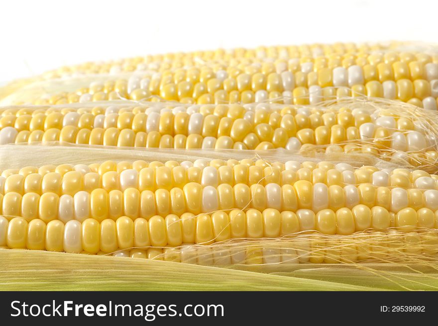 Selective focus on the foreground corn on the cob with soft focus on background cobs with copy white space. Selective focus on the foreground corn on the cob with soft focus on background cobs with copy white space