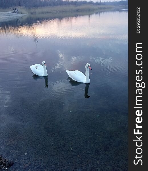 Two White Swans On A Pond Under The Sunset Sky.