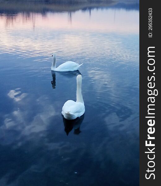 Two White Swans On A Pond Under The Sunset Sky.