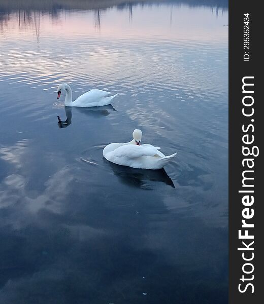 Two white swans on a pond under the sunset sky.