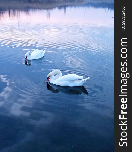 Two White swan on a pond in the evening