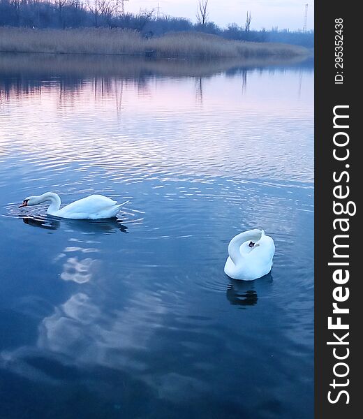 Two white swans on a pond under the sunset sky.