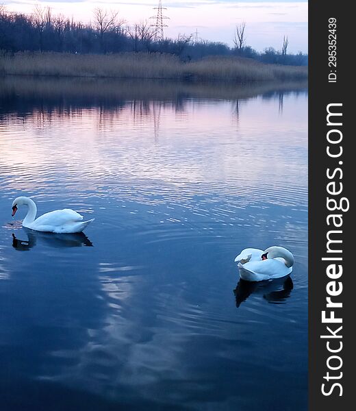 Two white swans on a pond under the sunset sky.