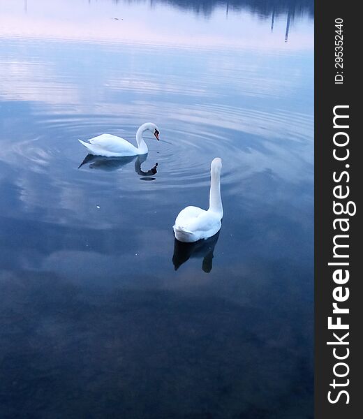 Two white swans on a pond under the sunset sky.