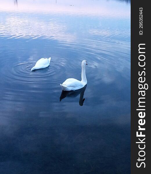 Two white swans on a pond under the sunset sky.