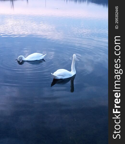 Two white swans on a pond under the sunset sky.