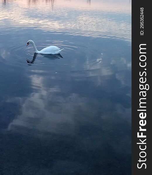 Two white swans on a pond under the sunset sky.