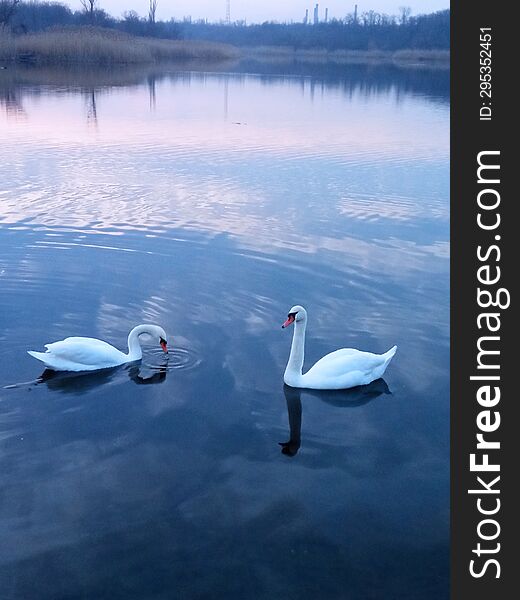 Two white swans on a pond under the sunset sky.