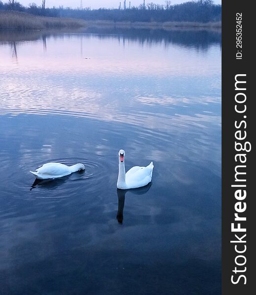 Two white swans on a pond under the sunset sky.