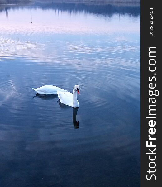 White swan on a pond in the evening