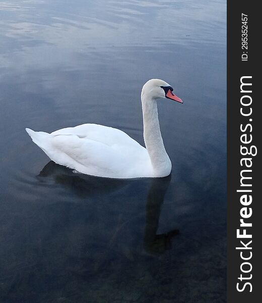 White swan on a pond in the evening