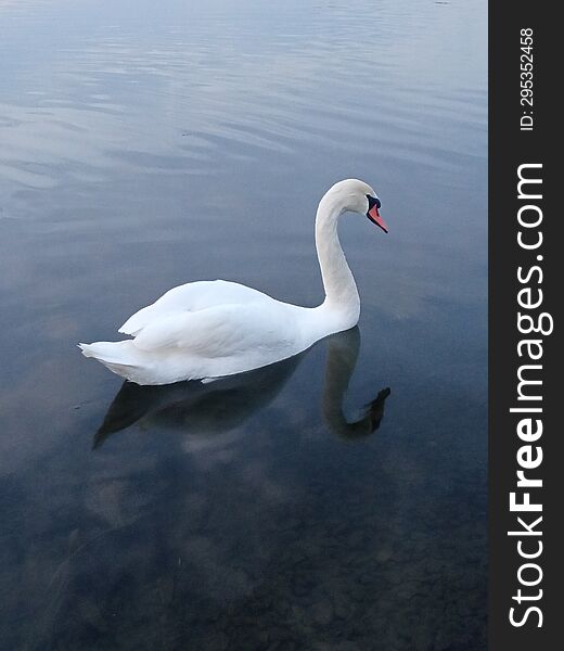 White swan on a pond in the evening