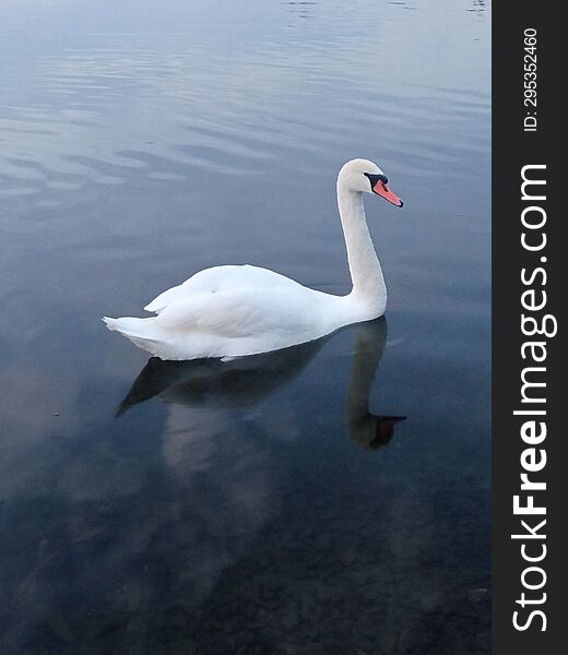 White Swan On A Pond In The Evening