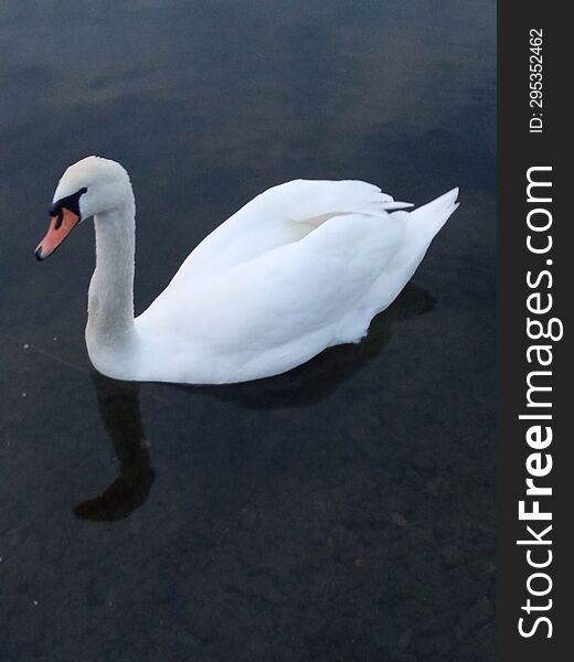 White Swan On A Pond In The Evening