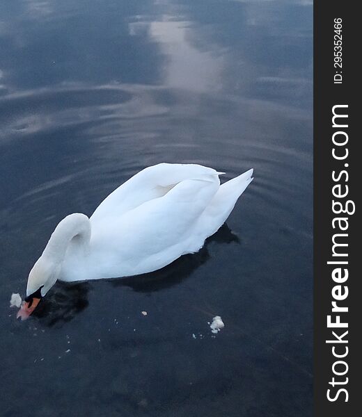 Two white swans on a pond under the sunset sky.