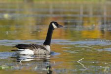 Goose And Autumn Colors Stock Photography