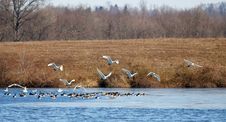 Tundra Swans And Canadian Geese Stock Photos