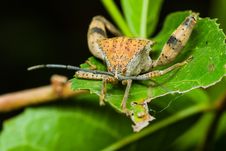 Stink Bug Stock Photos Stink Bug Stock Photos