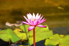 Pink Lotus Blooming On Pond Royalty Free Stock Image