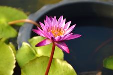 Pink Lotus Blooming On Pond Stock Images