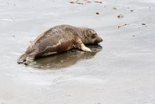 Seal Pup Royalty Free Stock Images