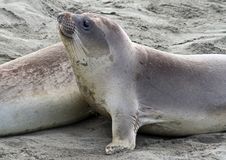 Seal Pup Stock Images