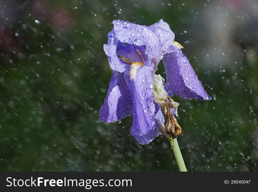 Sunshower on a single purple iris bloom. Sunshower on a single purple iris bloom