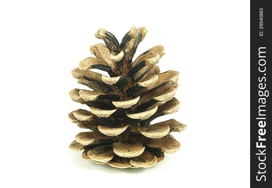 Pine tree cone on white background