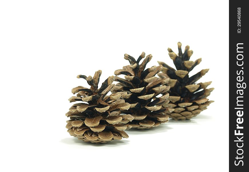 Pine tree cones on white background
