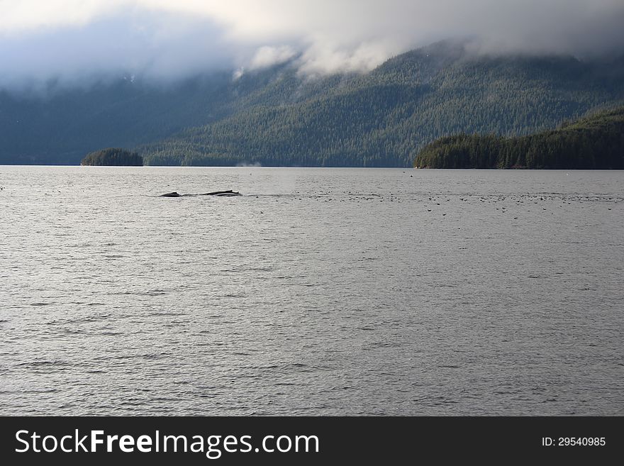 Humpback Whales In Alaska