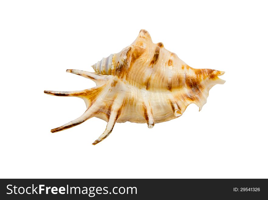 Cockleshell of the Black Sea - Rapana isolated on the white background. Cockleshell of the Black Sea - Rapana isolated on the white background