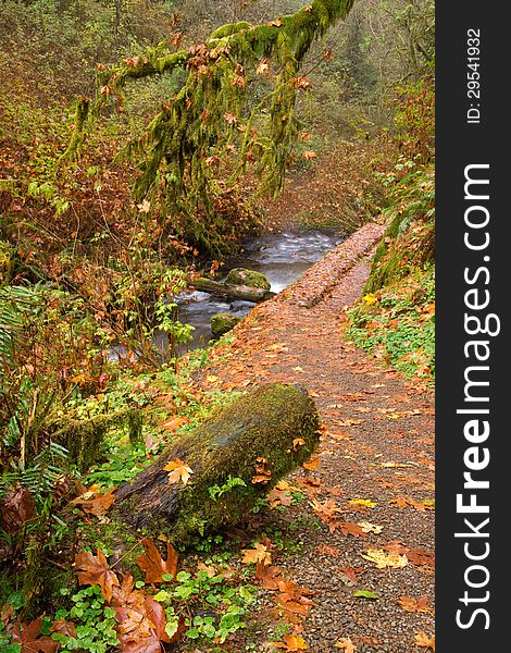 A path follows the creek through the moss filled forest. A path follows the creek through the moss filled forest