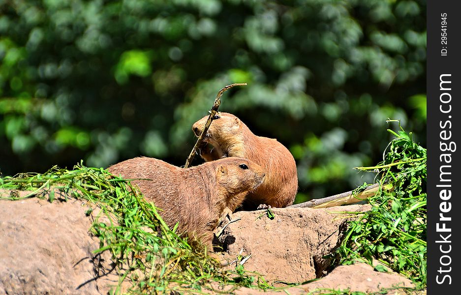 Two prairie dogs in a zoo