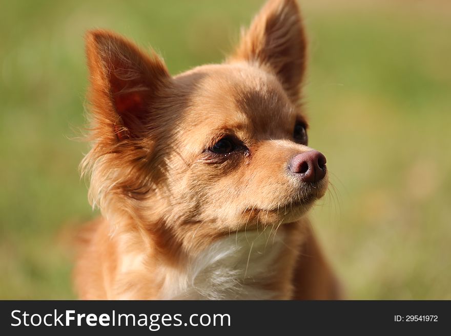 Small dog on the nature. Small dog on the nature