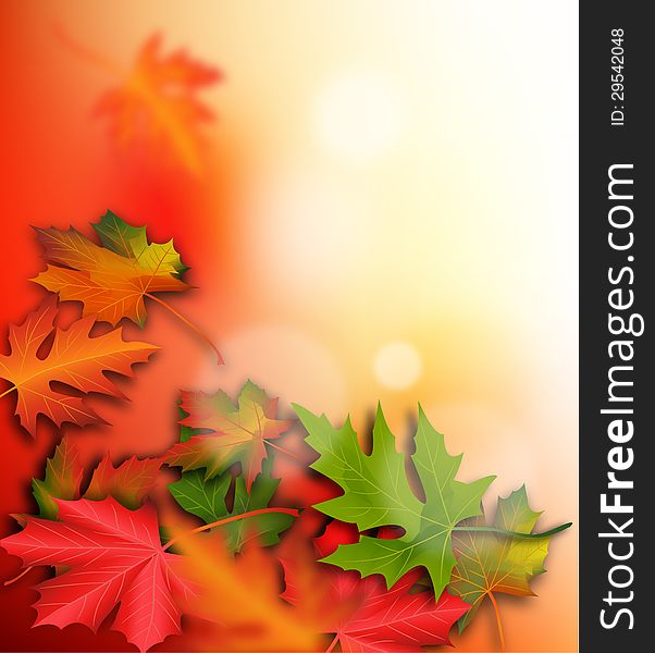 Autumn maple leaves as a background in vector illustration. Autumn maple leaves as a background in vector illustration