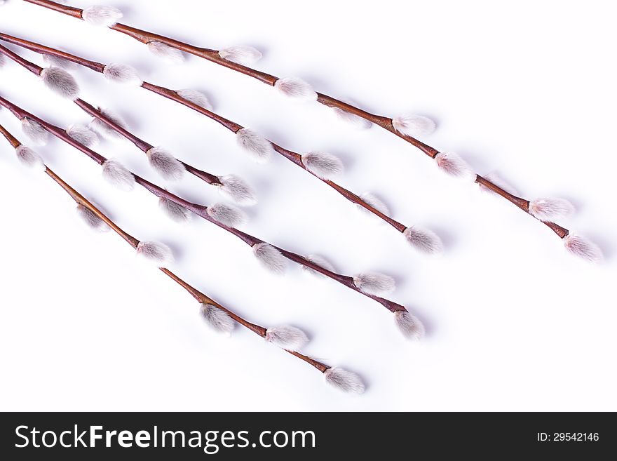 Branch with catkins on a white background