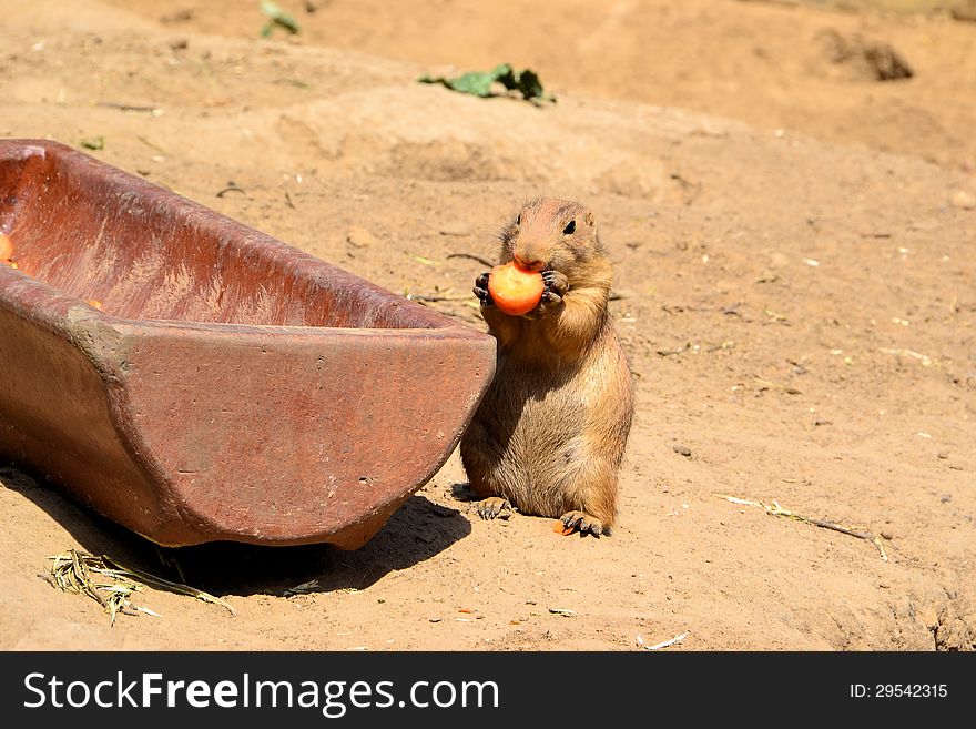 A young prairie dog while eating